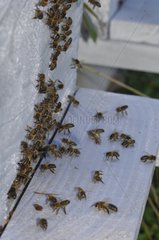Honey bees at the entrance of a hive - Lorraine France