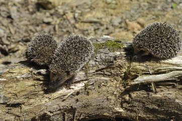 Young Hedgehogs on the trunk of a dead tree - France