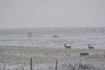 Red Fox and Roe Deers in winter countryside - France