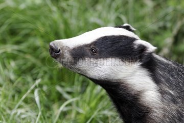 Portrait of Eurasian Badger in the grass - United Kingdom