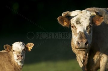 Vache et veau de races croisées Picardie France