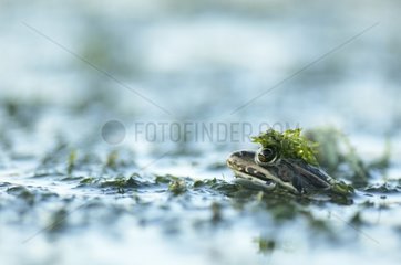 Green frog on the lookout in an oxbow of the Allier River