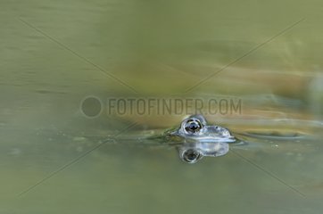 Green Frog in a puddle in a summer evening France
