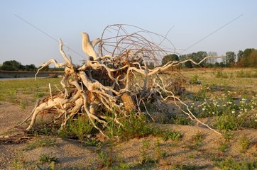 Dead tree stranded on a sandbank on the River Allier France