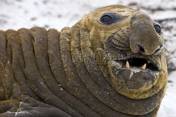 Old male Northern elephant seal in Falkland Islands
