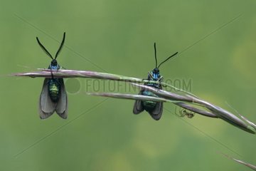 Couple de Zygène turquoise posé sur une herbe France