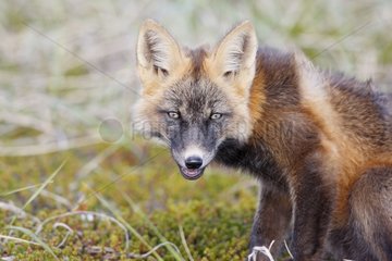 Junge rote Fuchs in der dunklen Phase in Tundra Nome Alaska sitzt