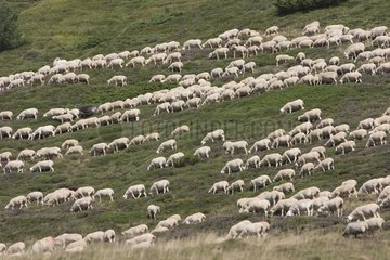 Pâturage de moutons dans les bruyères