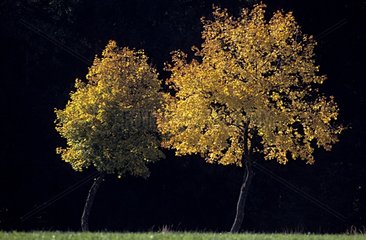 Bäume im Spätherbst -Herbst auf einer Wiese Frankreich