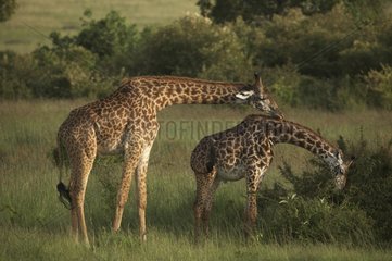 Couples Masai Giraffe in the savanna Masai Mara Kenya