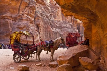 Carts to visit the city of Petra in Jordan