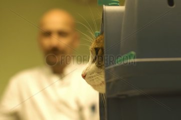 Outgoing cat of its case in the veterinary surgeon France