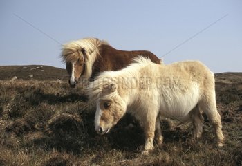 Shetland Ponies on South Uist Island Scotland
