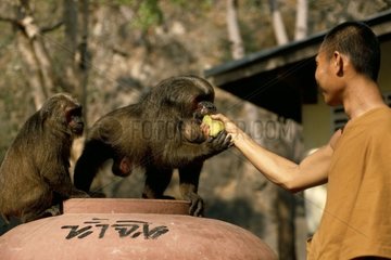 Mönch nährt eine braune Makaken -Thailand