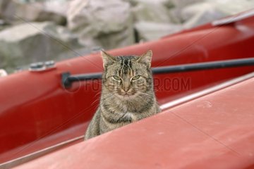 Chat de gouttière assis dans une barque dans le port d'Erquy
