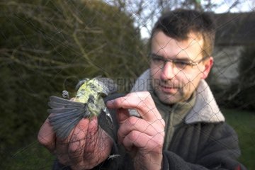 Ornithologe  der eine blaue Meise eines Netzes Frankreich veröffentlicht