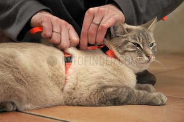 Male Siamese cat with a harness France