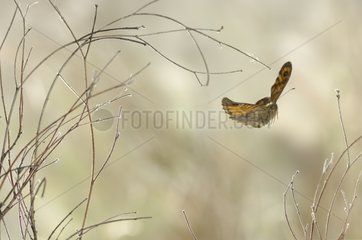 Wall Brown in flight at the end of winter Ardèche France