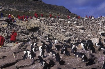 Tourists looking Rockhopper penguins and king Shags Falkland
