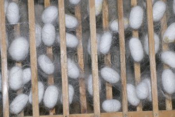 Silk cocoons of domestic silkmoth in breeding Germany