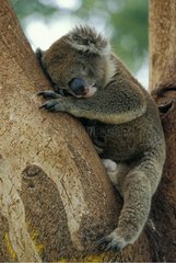 Koala doing nap sat in a tree Australia