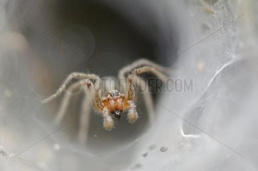 Labyrinth spider at steal in its funnel web Vosges France