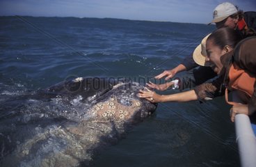 Baleine grise et touristes Basse-Californie