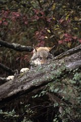 Gray wolf standing hidden behind a tree branch Montana USA