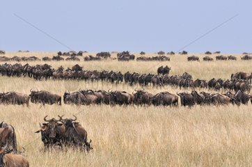 Common Wildebeest migrating in the Masaï-Mara NR Kenya