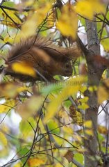 Eurasian-red squirrel in a tree in autumn Finland