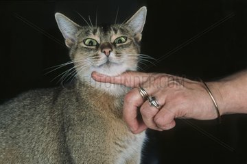 Hand streichelt das Kinn einer Katze