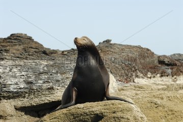 Porträt eines Otary im National Marine Park of Bay of Loreto