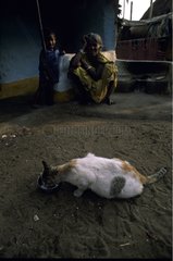Cat smelling the ground near a woman and a young boy India