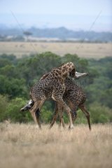 Fights male Masai giraffes Masaï Mara Kenya