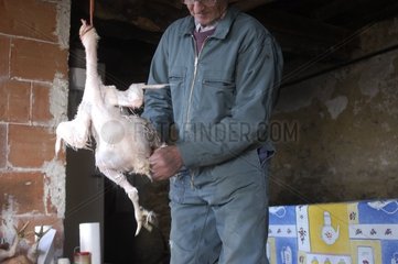 Landwirt pflücken eine Henne in einem Bauernhof Frankreich
