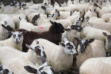 Daily sheep auction in Armoy  Northern Ireland