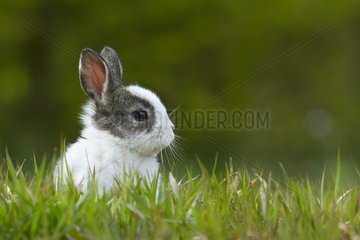 Grey and White baby rabbit in grass