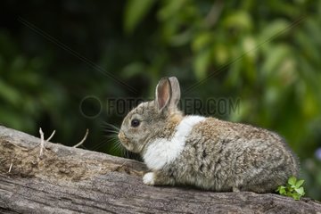 Grey and White baby rabbit on log