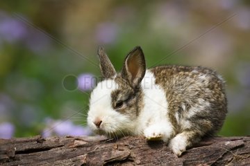 Grey and White baby rabbit on log