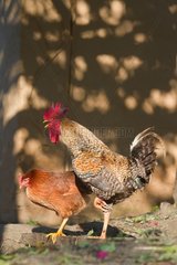 Rooster and hen - Terai Nepal