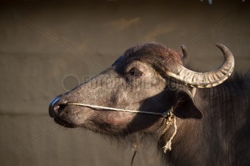 Portrait of domestic buffalo - Nepal Terai