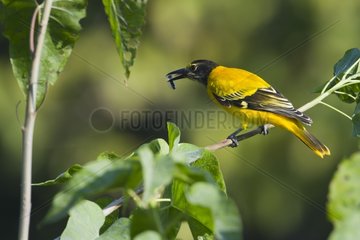 Black-hooded Oriole eating on a branch - Bardia Nepal