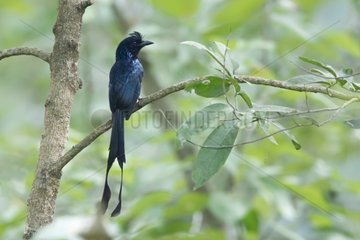 Greater racket-tailed drongo on a branch - Bardia Nepal