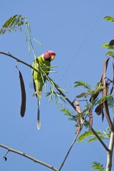 Plum-headed parakeet on a branch - Bardia Nepal