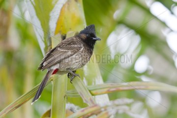 Red-vented bulbul bird on a branch - Bardia Nepal