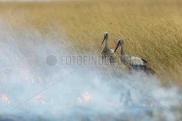White storks hunting and feeding at the edge of a bush fire
