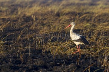White stork hunting and feeding at the edge of a bush fire