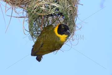 Nelicourvi Weaver male on its nest - Andasibe Madagascar