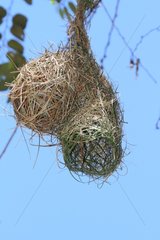 Nelicourvi Weaver nest - Andasibe Madagascar