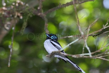 Malagasy Paradise Flycatcher on branch - Andasibe Madagascar